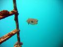 raiateaballoonfish.jpg