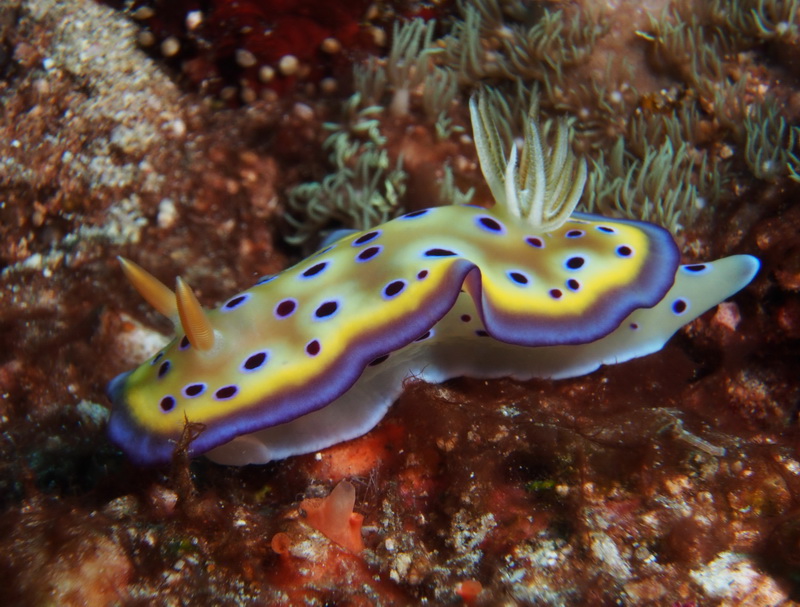 Found Dorie and cannibal-nudibranches…