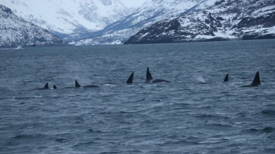 Day 4 on the water… lots of whales