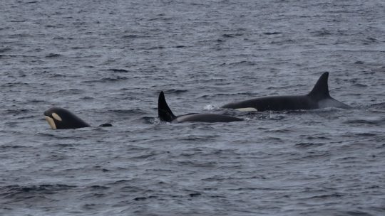 Norway 2021 – Day 11 whales, whales, whales
