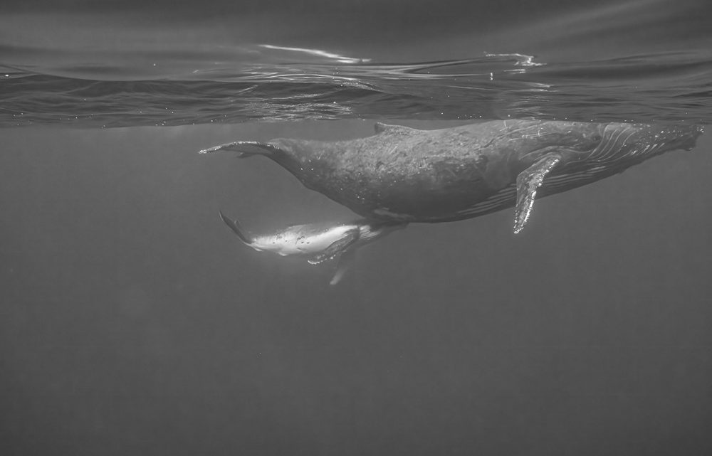 Niue 4
