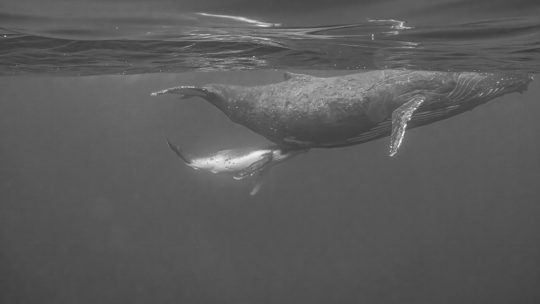 Niue 4