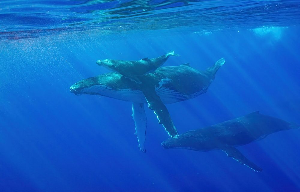 Niue 8