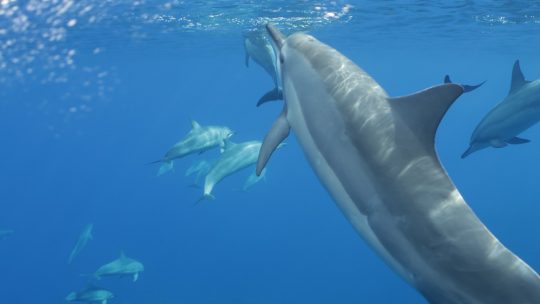 Niue 9