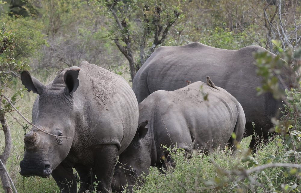 SA-Botswana – day 2