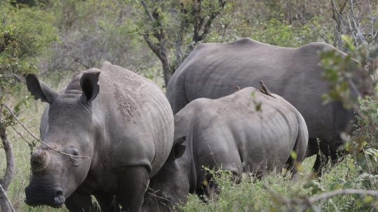SA-Botswana – day 2