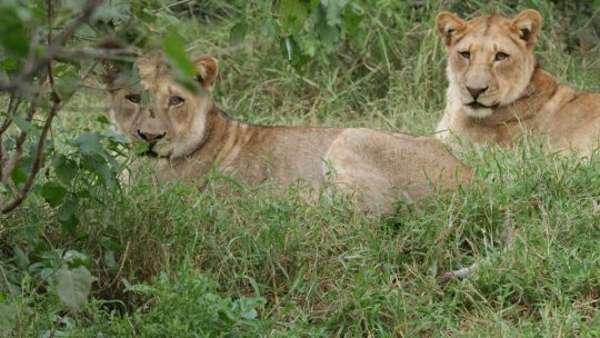SA-Botswana – day 6