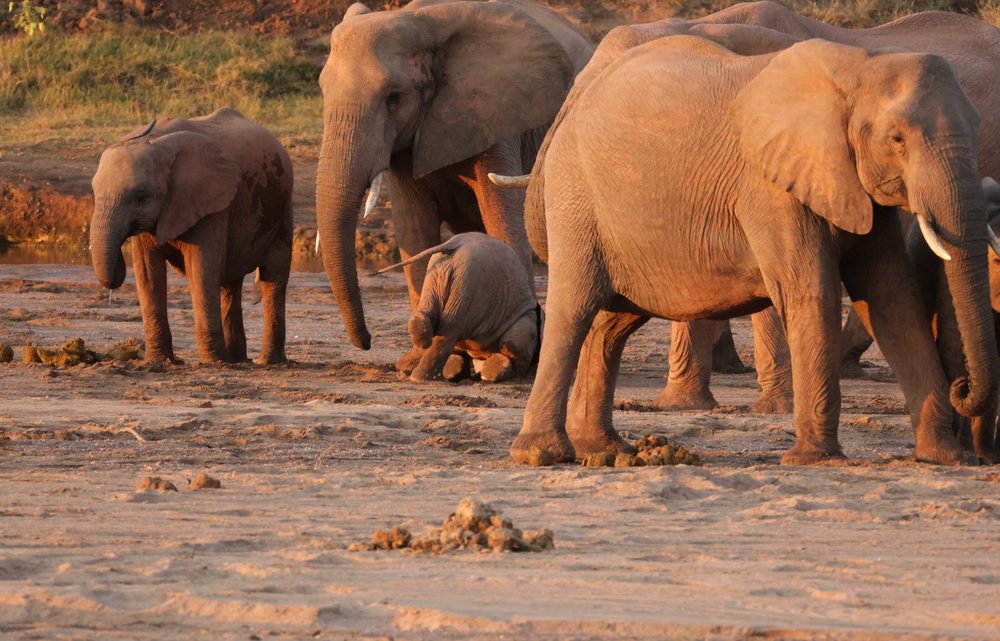 SA-Botswana – day 8
