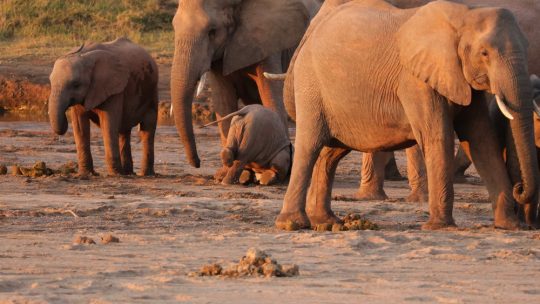 SA-Botswana – day 8